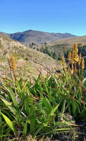 Wachendorfia thyrsiflora approached by aliens
